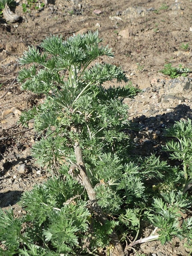 Artemisia absinthium 500 Seeds- Wormwood
