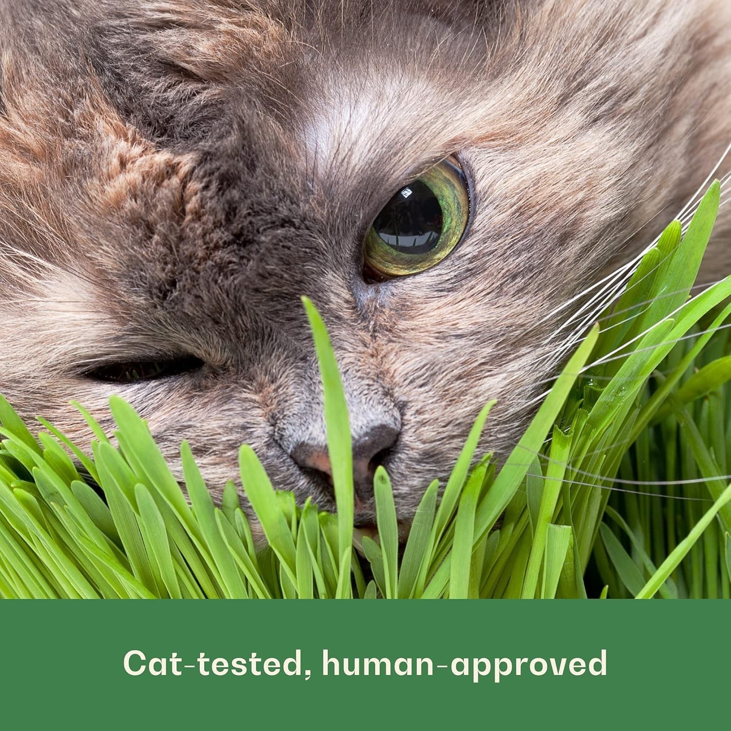 100% Organic Wheat Grass Seeds for Indoor Cats – Fast Growing & Nutritious 16 oz