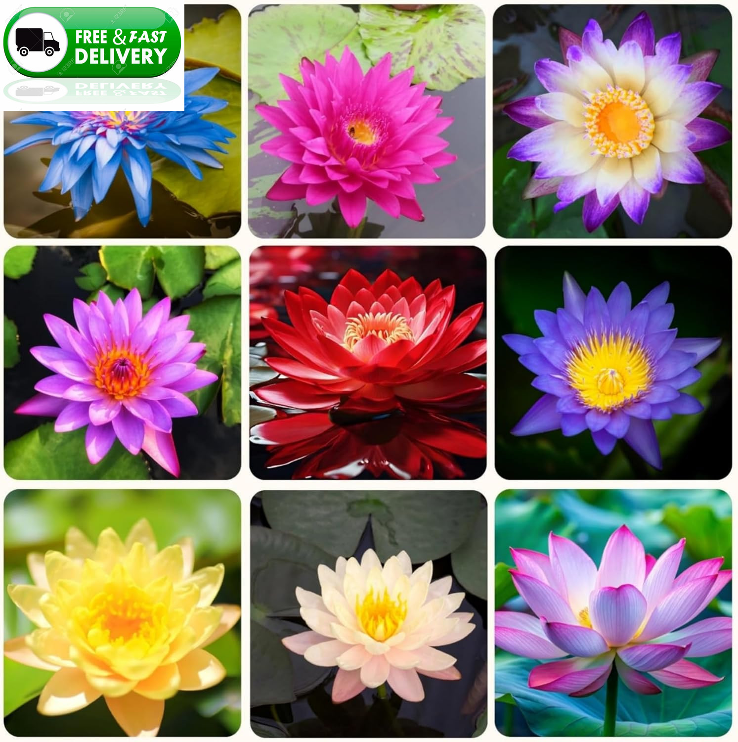 35+ Lotus Seeds Mixed Bowl Non-GMO Water Lily Flower Aquatic Pond Planting