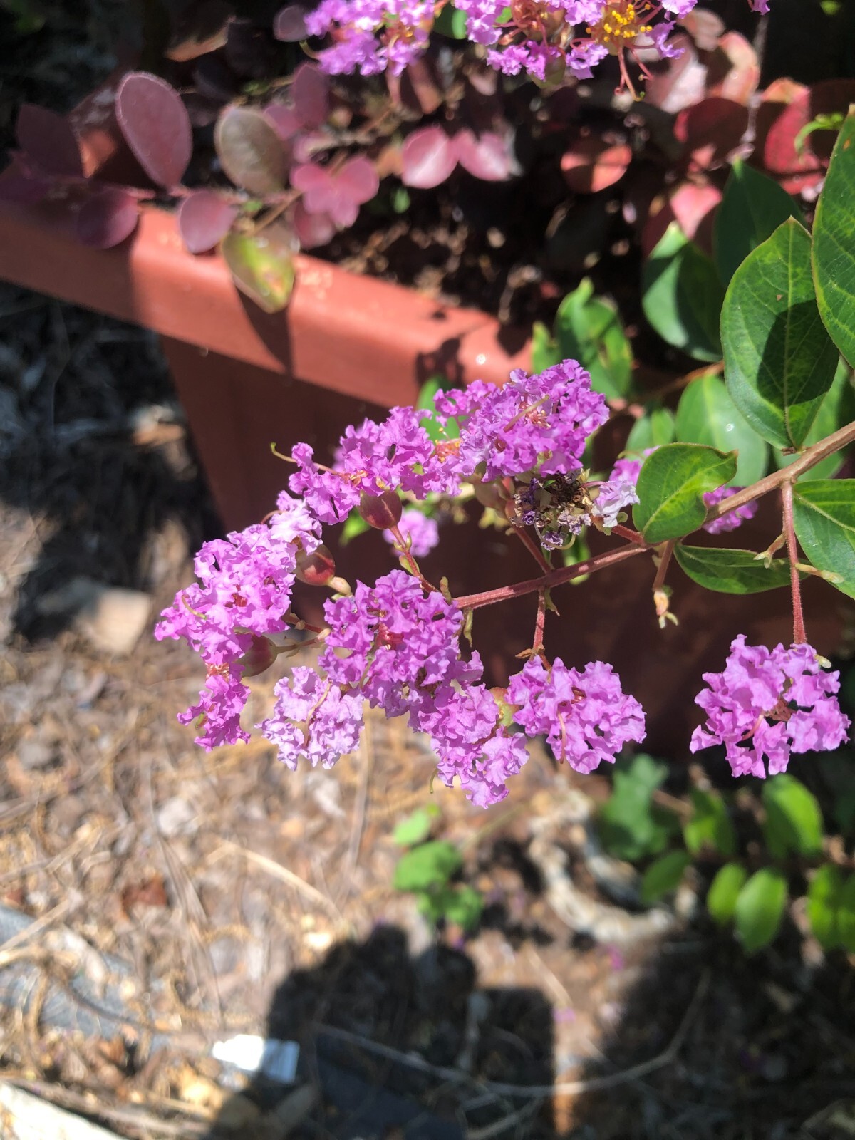Lagerstroemia Deep Lavender Weeping Miniature Crape Myrtle 10 seeds