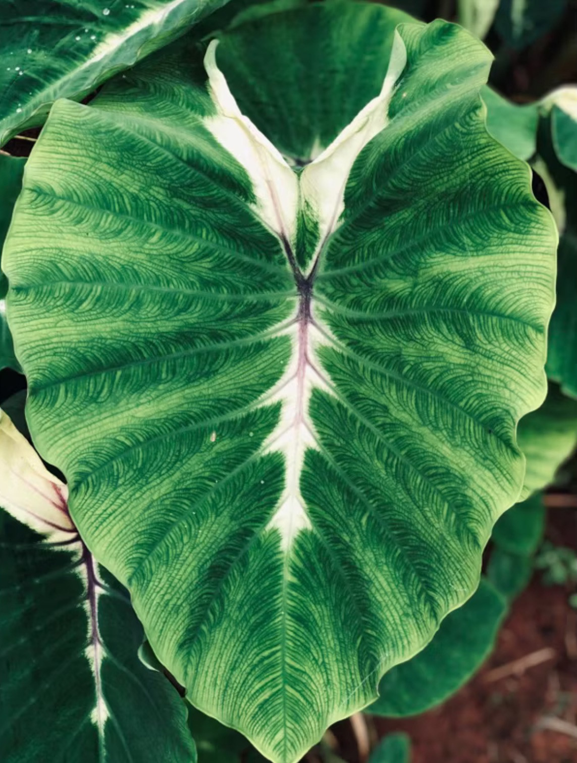 AUTHENTIC Colocasia Sunshine 1 bulbs