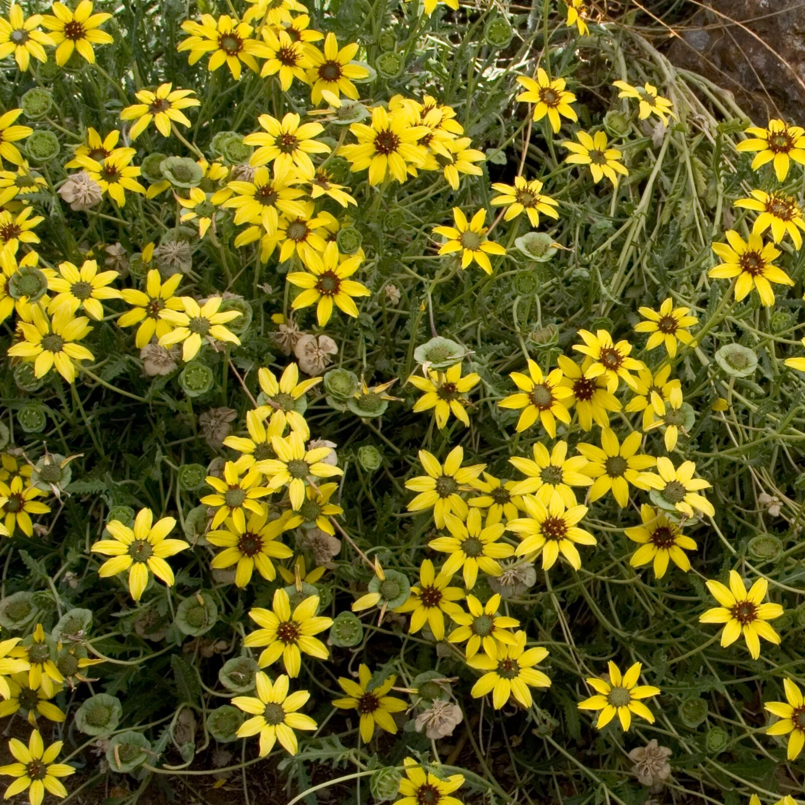200+ Chocolate (Berlandiera Lyrata) Daisy Seeds for Garden – FAST SHIPPING!