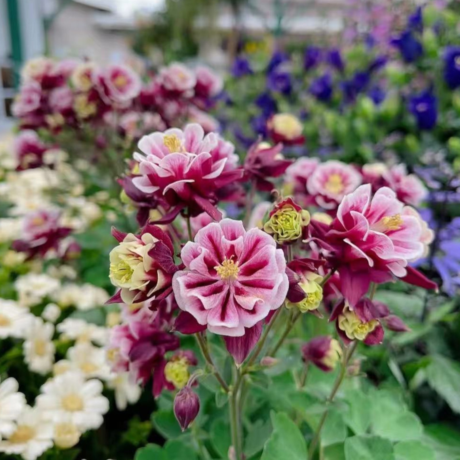 1000 Red & White Columbine Seeds – Striking Bicolor Blooms for Perennial Gardens
