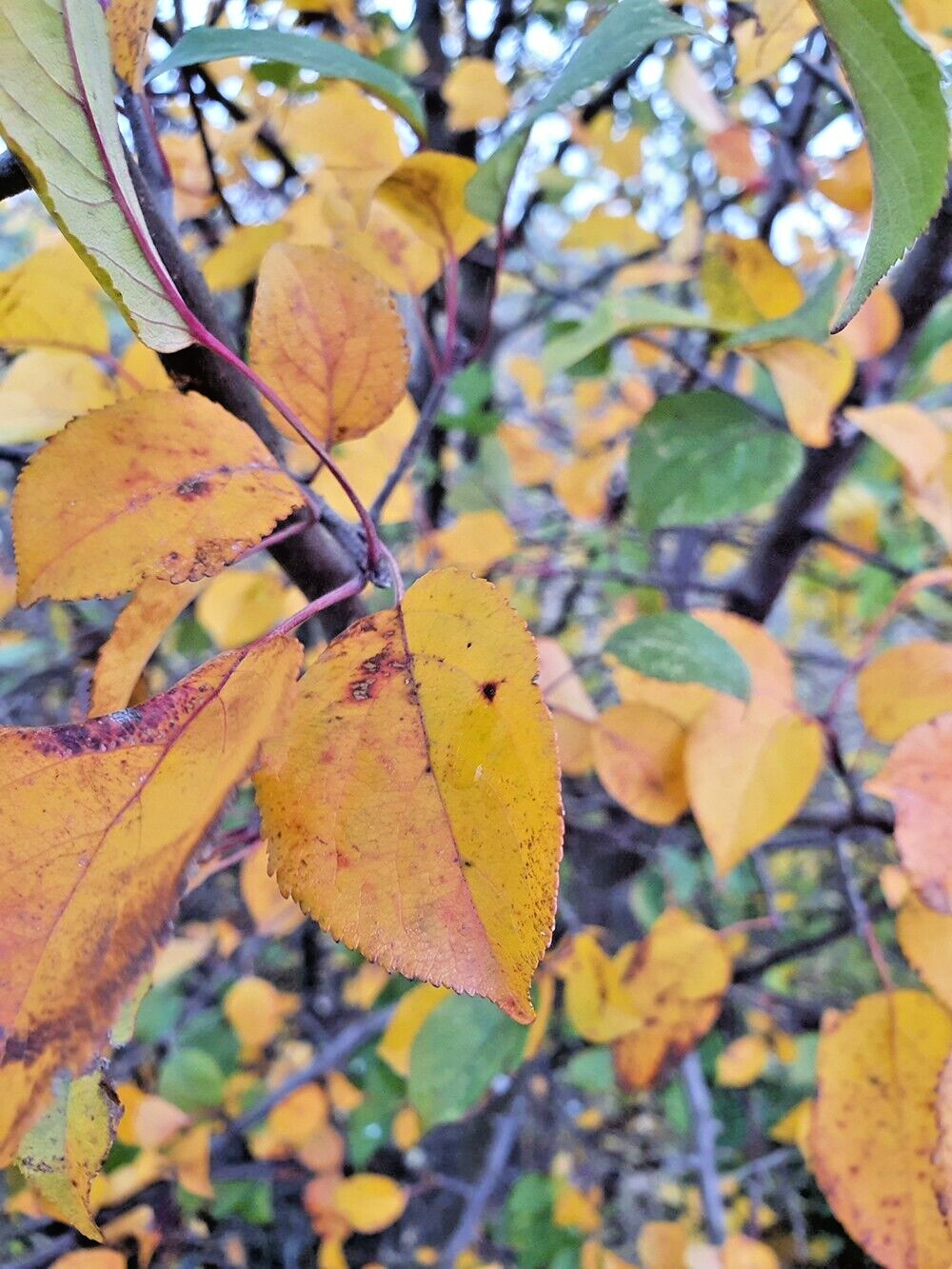 French Wild Apple Tree | Premium Seeds | Malus sylvestris ‘Fall’ | Plants’®