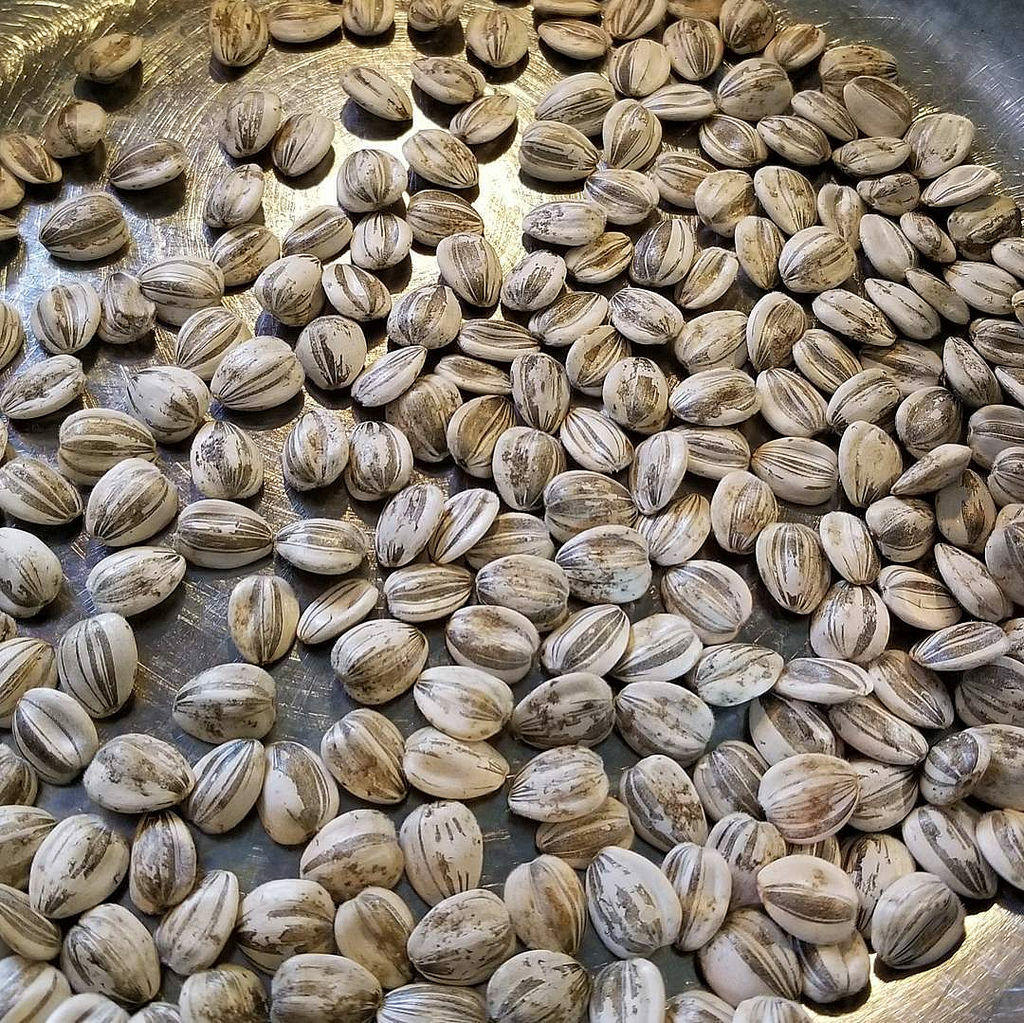 1,000 Maximilian Sunflower Seeds NON-GMO Free Shipping