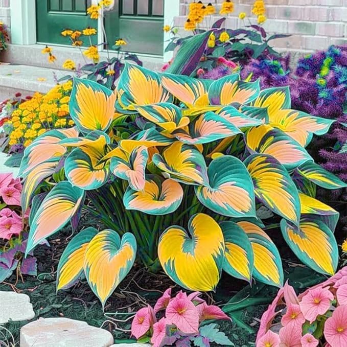 100 Hosta Seeds for Planting – Shade Perennial Garden Plant Varieties