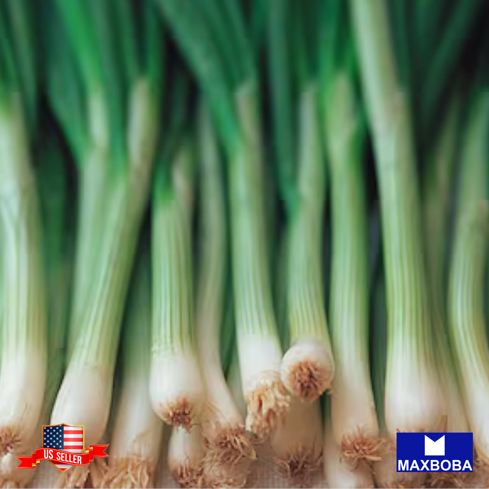 Onion Seeds – Bunching – Tokyo Long White (Organic) Non-GMO Heirloom Vegetable