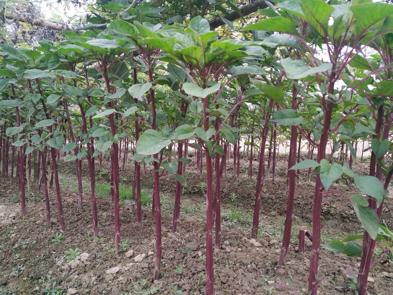 Stem Amaranth (Data Shak ) – Bhutan Soft Red Army Asian Spinach 9000+ Seeds