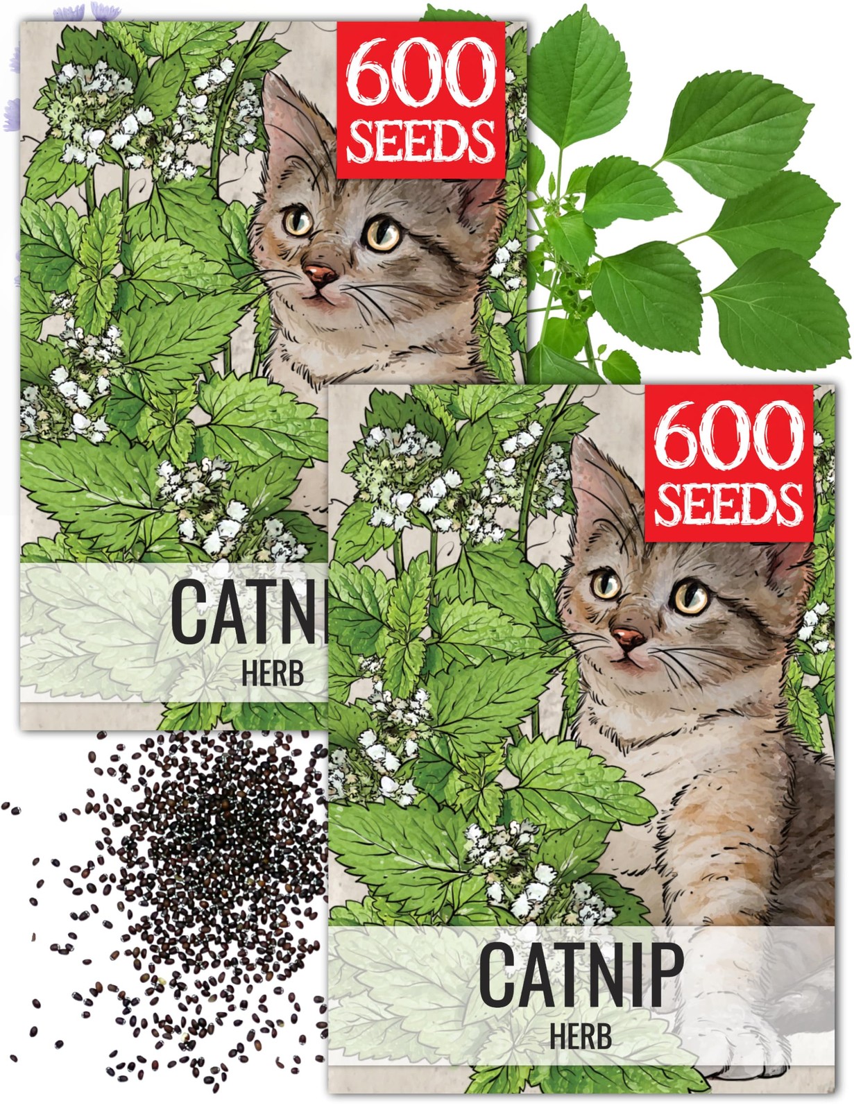 Catnip Seeds for Planting Nepeta cataria NonGMO Heirloom & Untreated Herb Se…