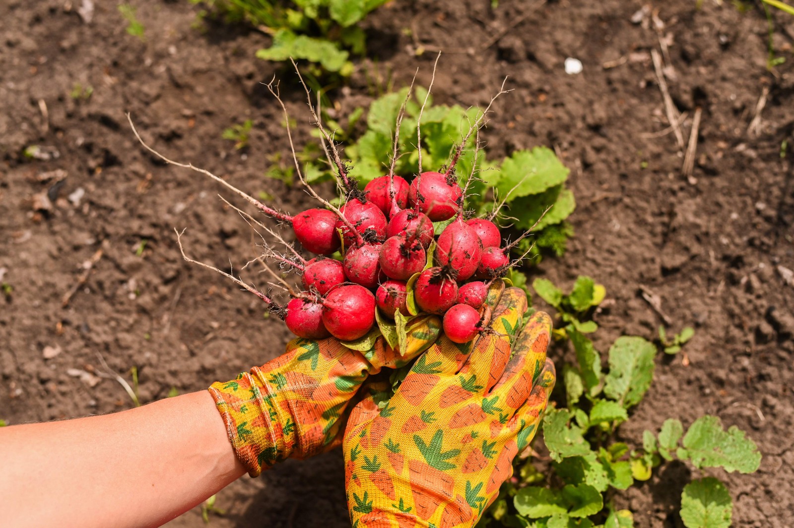 500 CHAMPION RADISH Sweet Scarlet Red Raphanus Sativus Root Vegetable Seeds