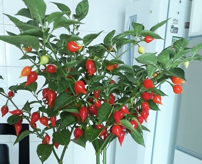PEARL BIQUINHO CHILI FRESH SEEDS.40seeds