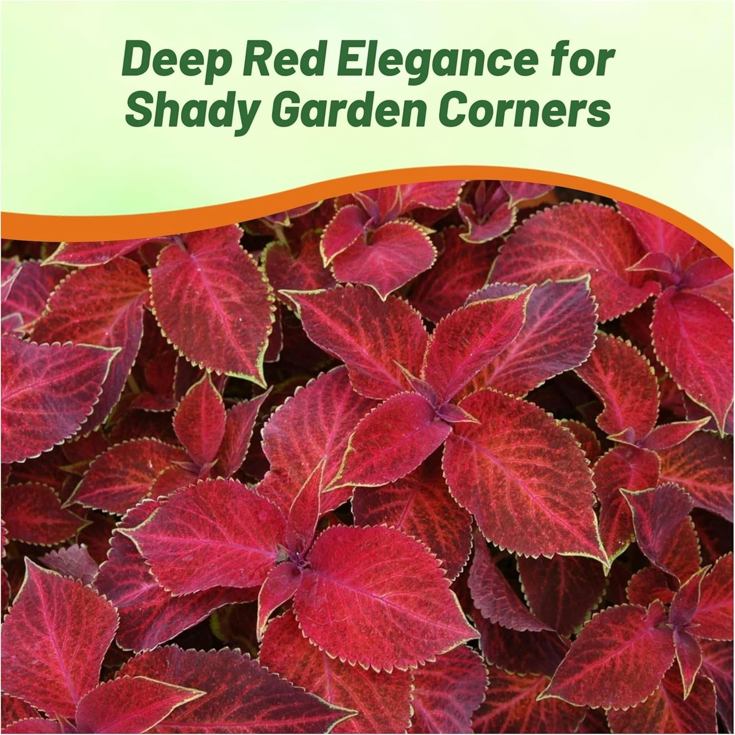 200 Seeds Wizard Red Velvet Coleus Seeds For Planting – Shade Garden Plants