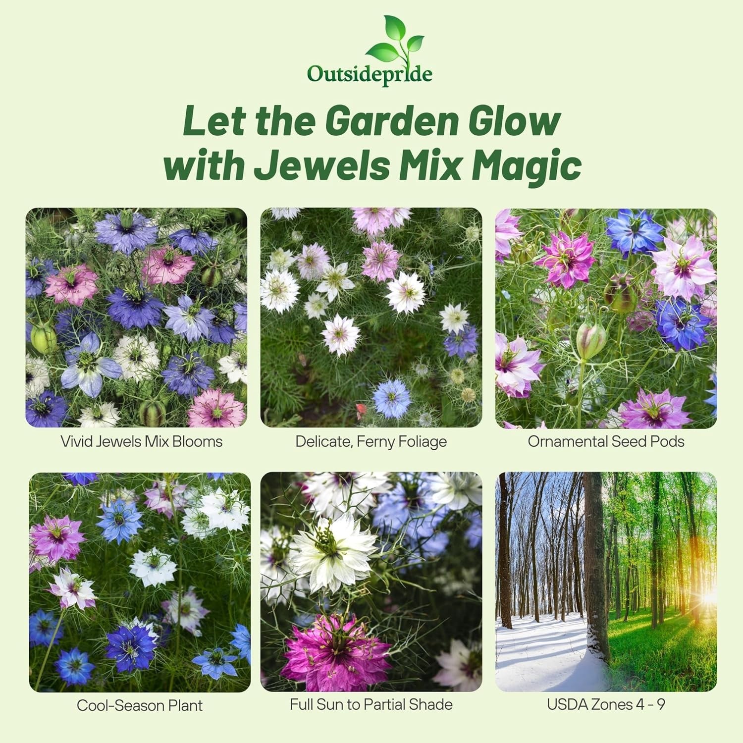 1000 Seeds Nigella Seeds – Love-In-A-Mist Flower Seed Mix