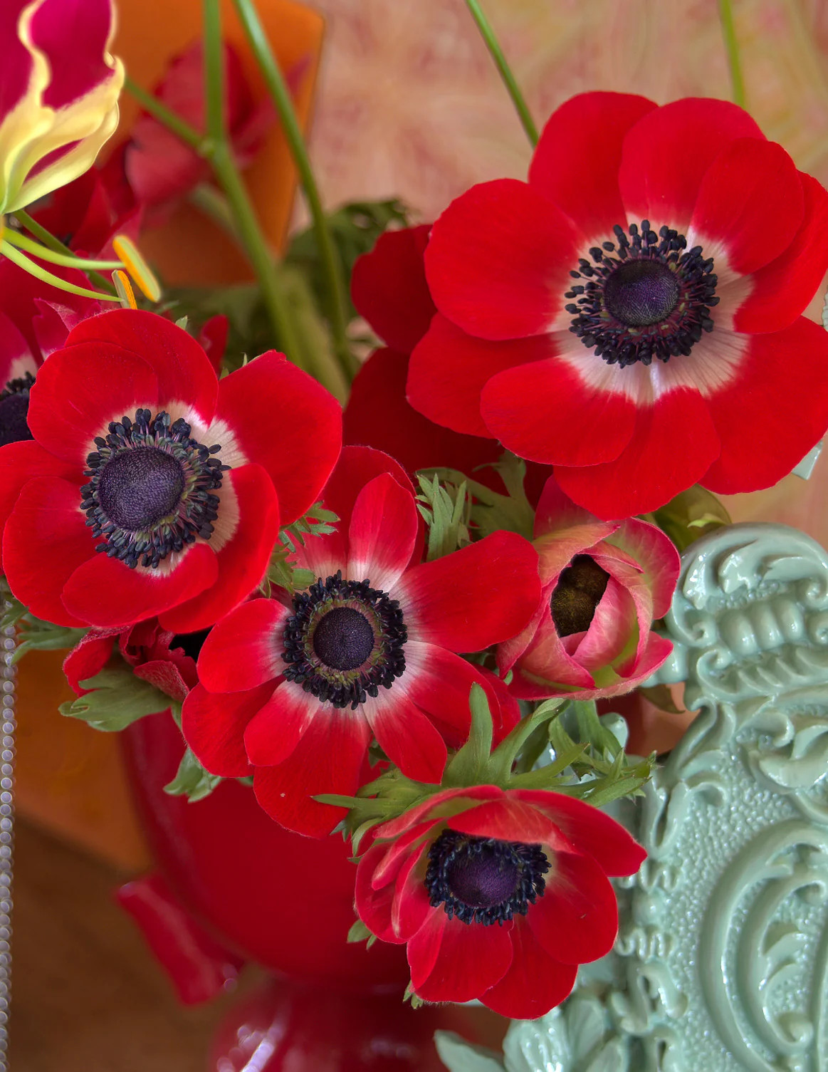 Hollandia Anemone de Caen – 25 bulbs