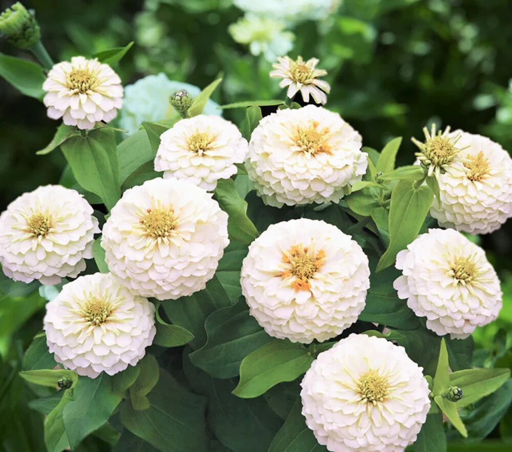 250+ POLAR BEAR SEEDS NON – GMO FRESH FOR YOUR FLOWER GARDENS