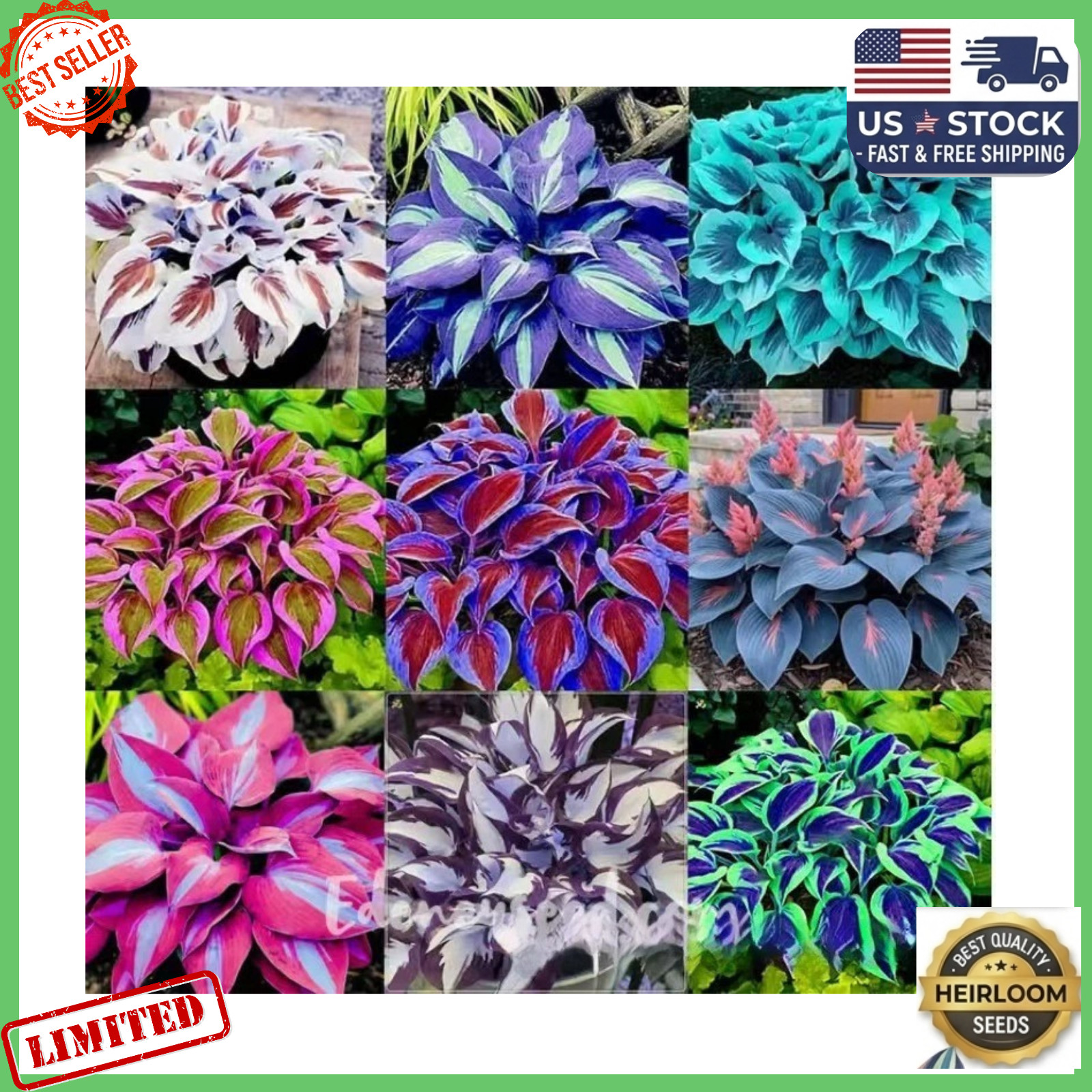 🌿300+Mixed HOSTA SEEDS – PERENNIAL OUTDOOR SHADE GARDEN PLANTING SEEDS