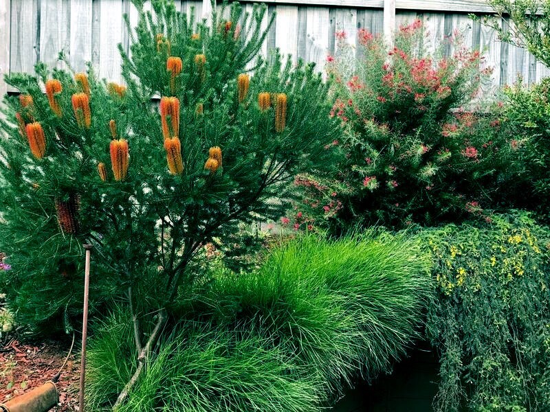 10 Lantern Banksia Tree Seeds “Fireworks” Exotic Flowering House Plant RARE