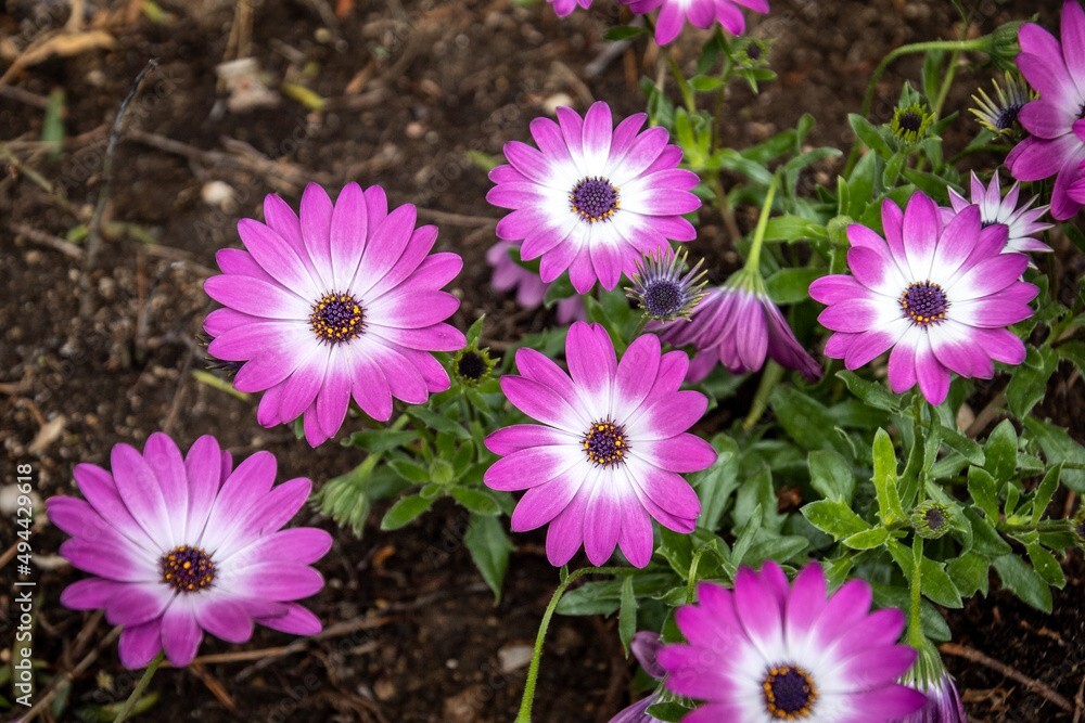 200+ White & Pink Cape Daisy Seeds for Garden Planting – USA – FAST SHIPPING!