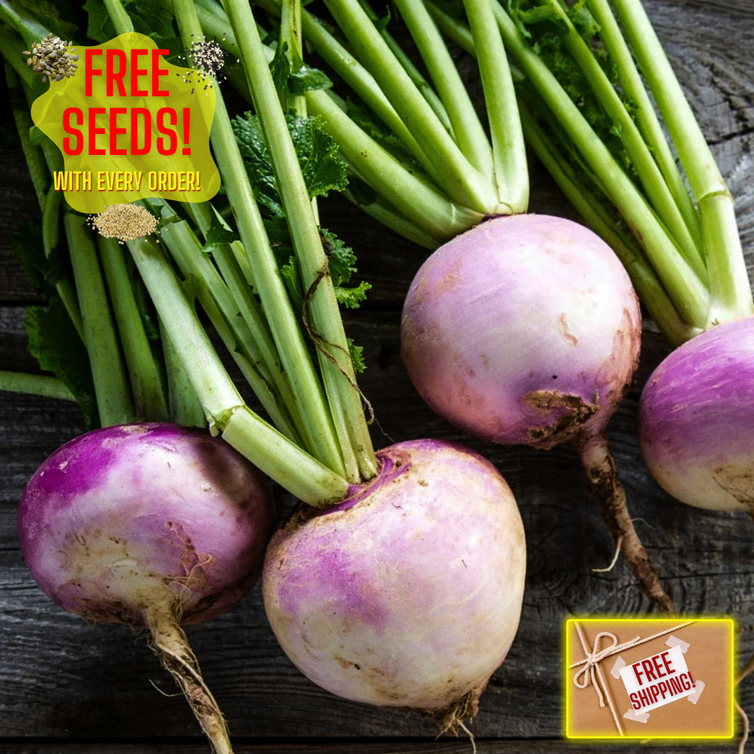 Fresh American Purple Top Rutabaga Seeds | Heirloom Non-GMO | Vegetable Seeds
