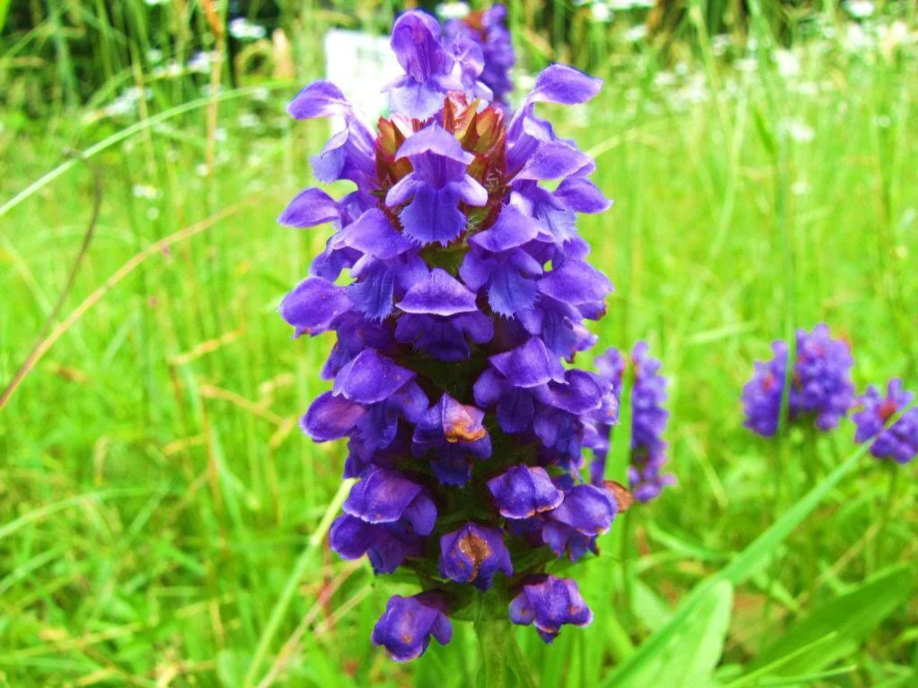 100 HEAL ALL Self Heal Prunella Vulgaris Purple Herb Flower Seeds
