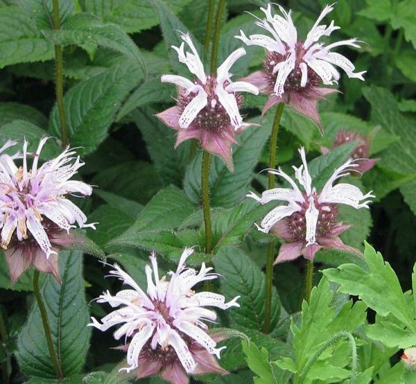 Monarda bradburiana | Horsemint | Bradbury’s Beebalm | 20 Seeds