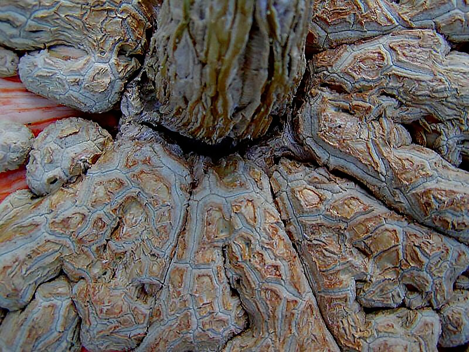 Peanut Pumpkin, D’ Eysines Squash, (Cucurbita maxima), Seeds