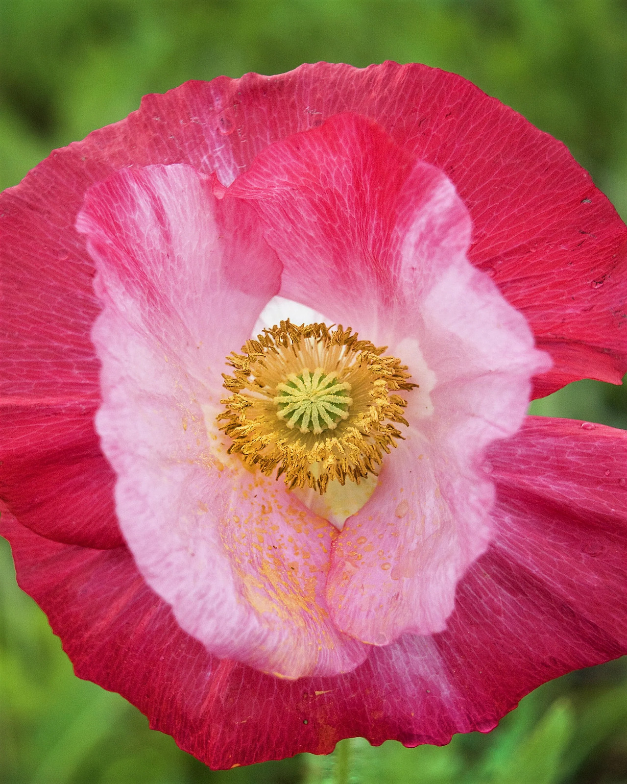 200 AFGHAN RESELECTED Blue POPPY Mixed Colors Papaver Pink Purple Flower Seeds