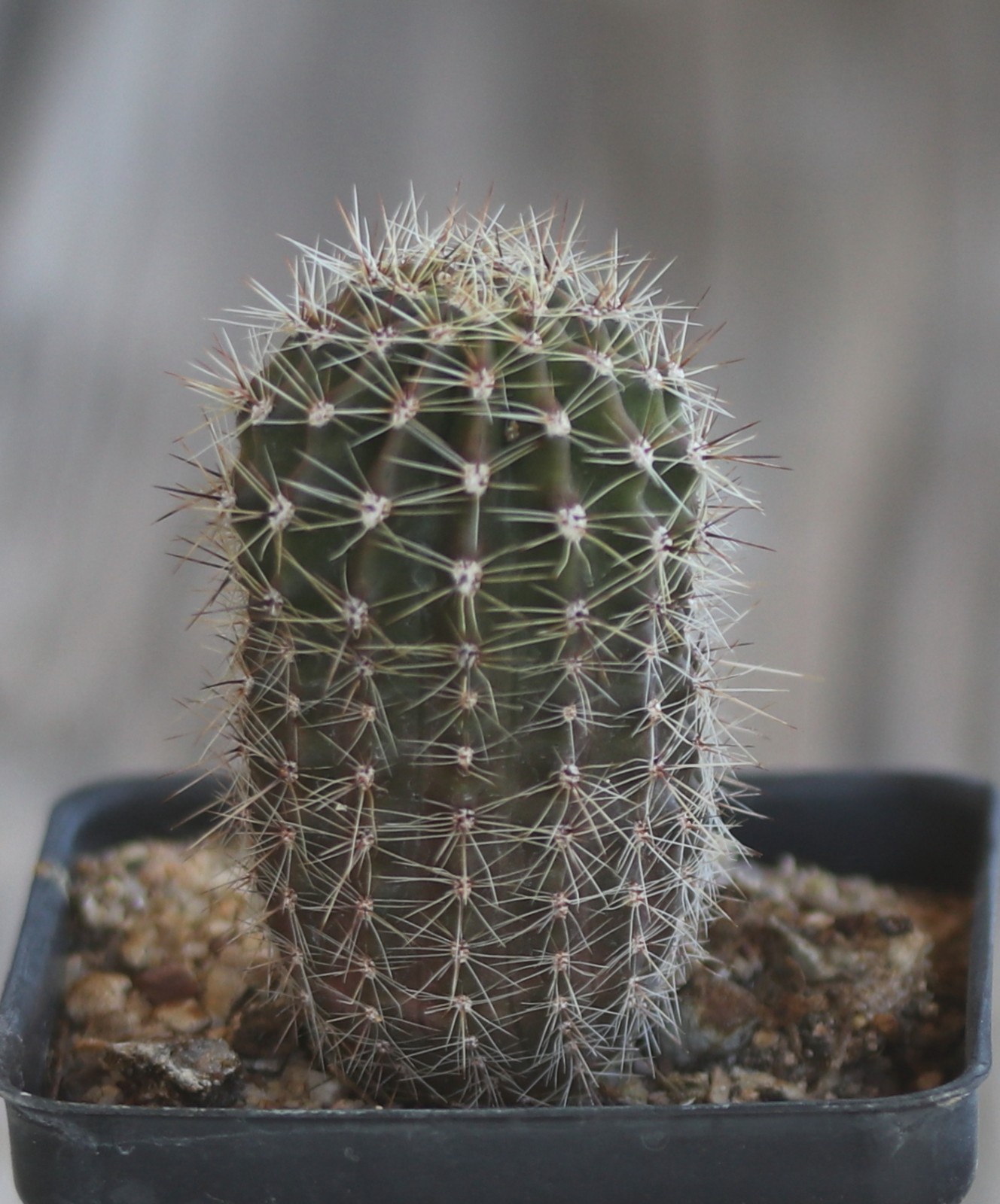 Echinopsis hybrid ‘Arizona Sun’