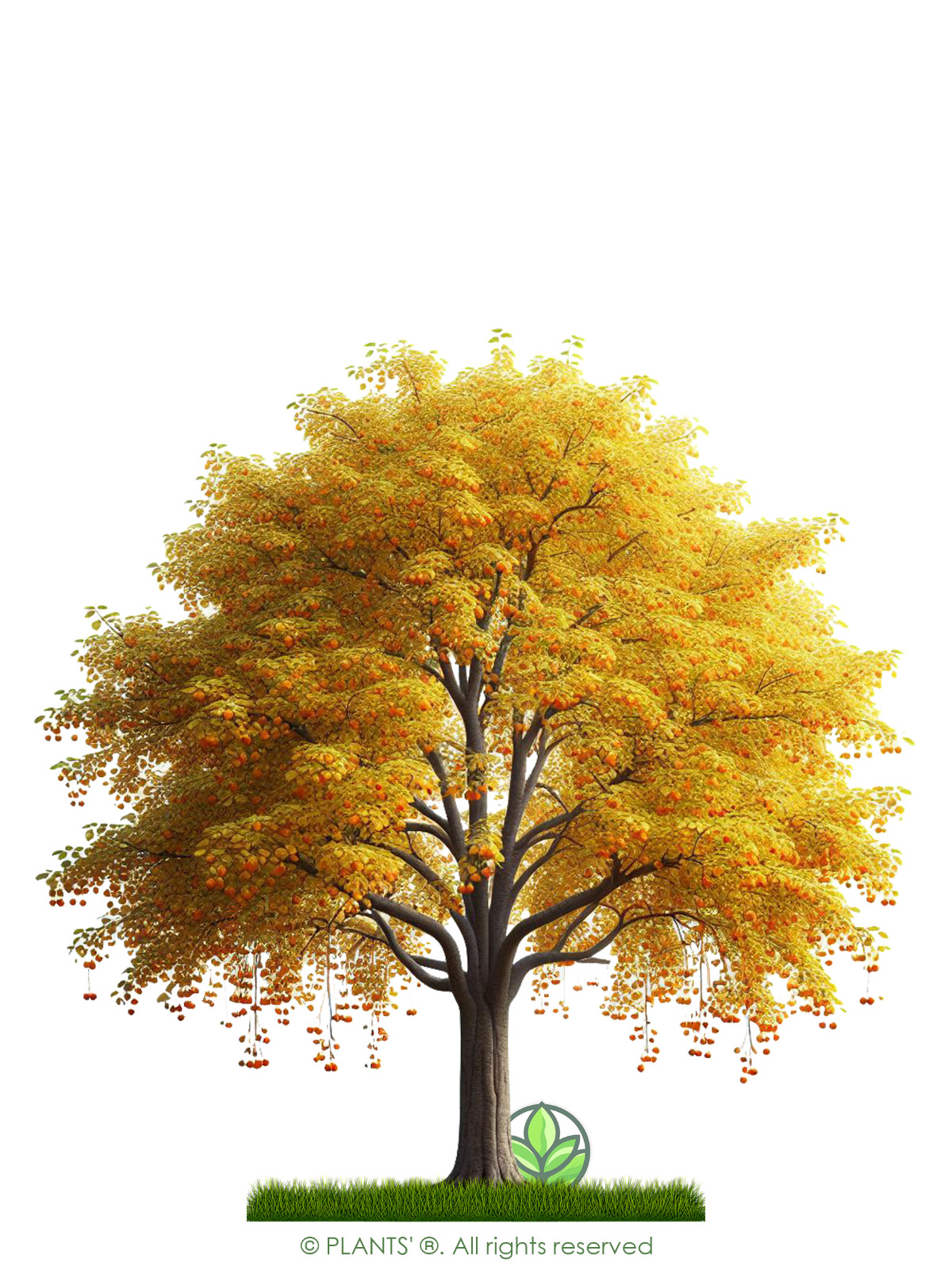 Siberian Crab Apple Tree | Premium Seeds | Malus baccata ‘Fall’ | Plants’®