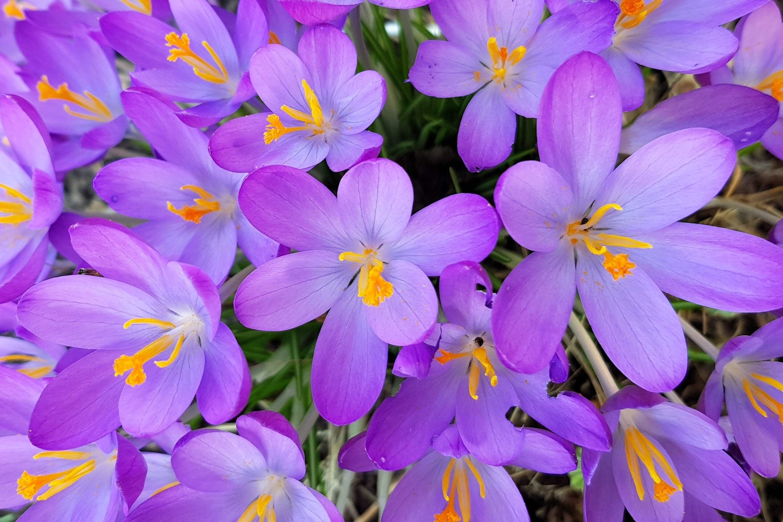 10 AUTUMN CROCUS Colchicum Autumnale Meadow Saffron Flower Seeds *Comb S/H