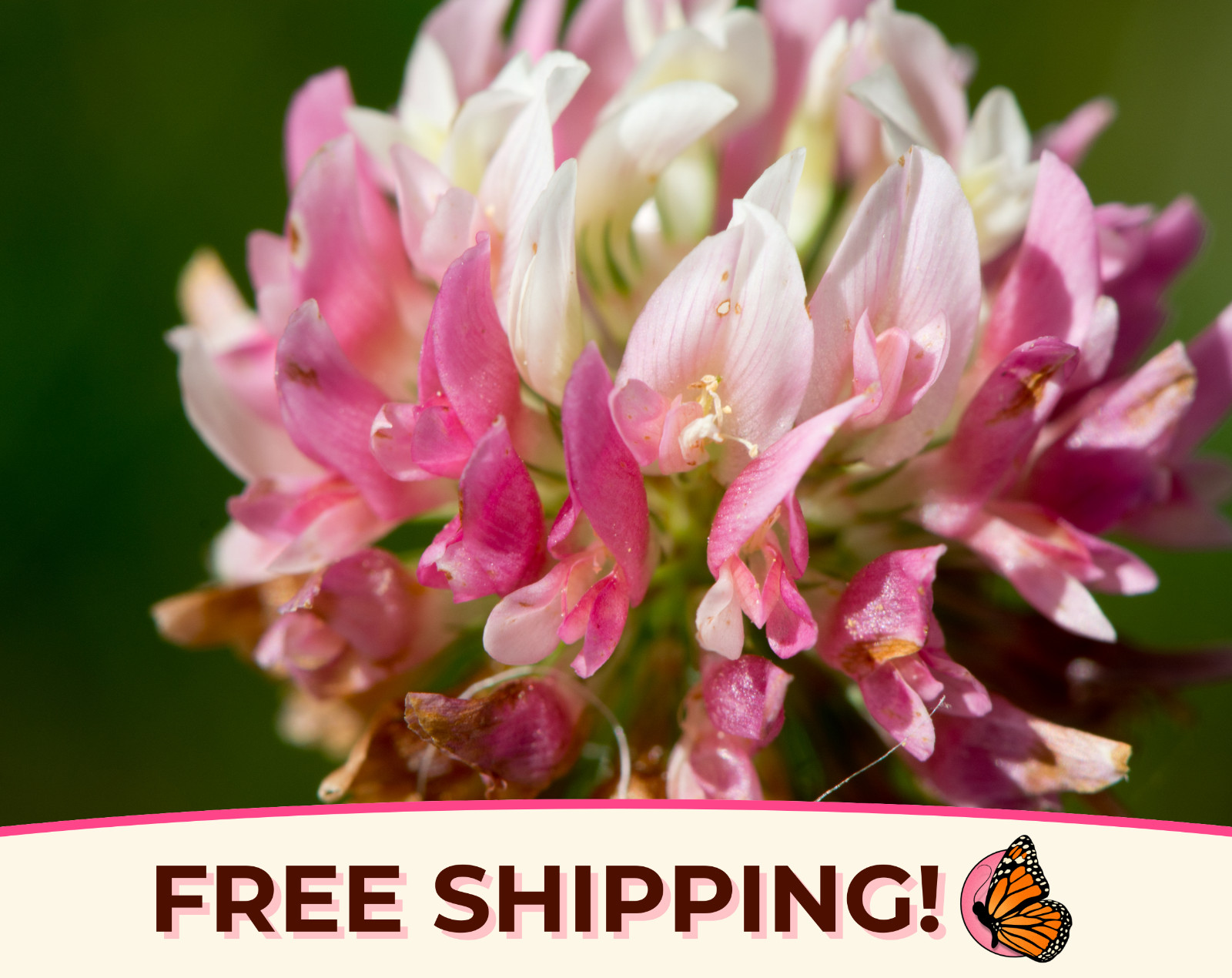12200+ Alsike Clover Flower Seeds | Native Wildflower for Pollinators & Bees
