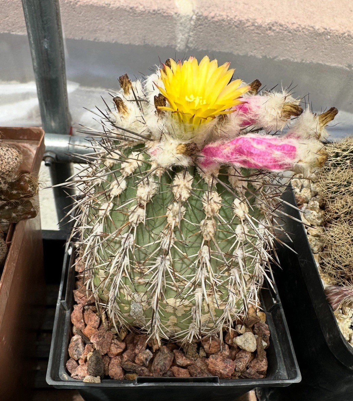 40+ Seeds Islaya Islayensis￼cactus Seeds 2024