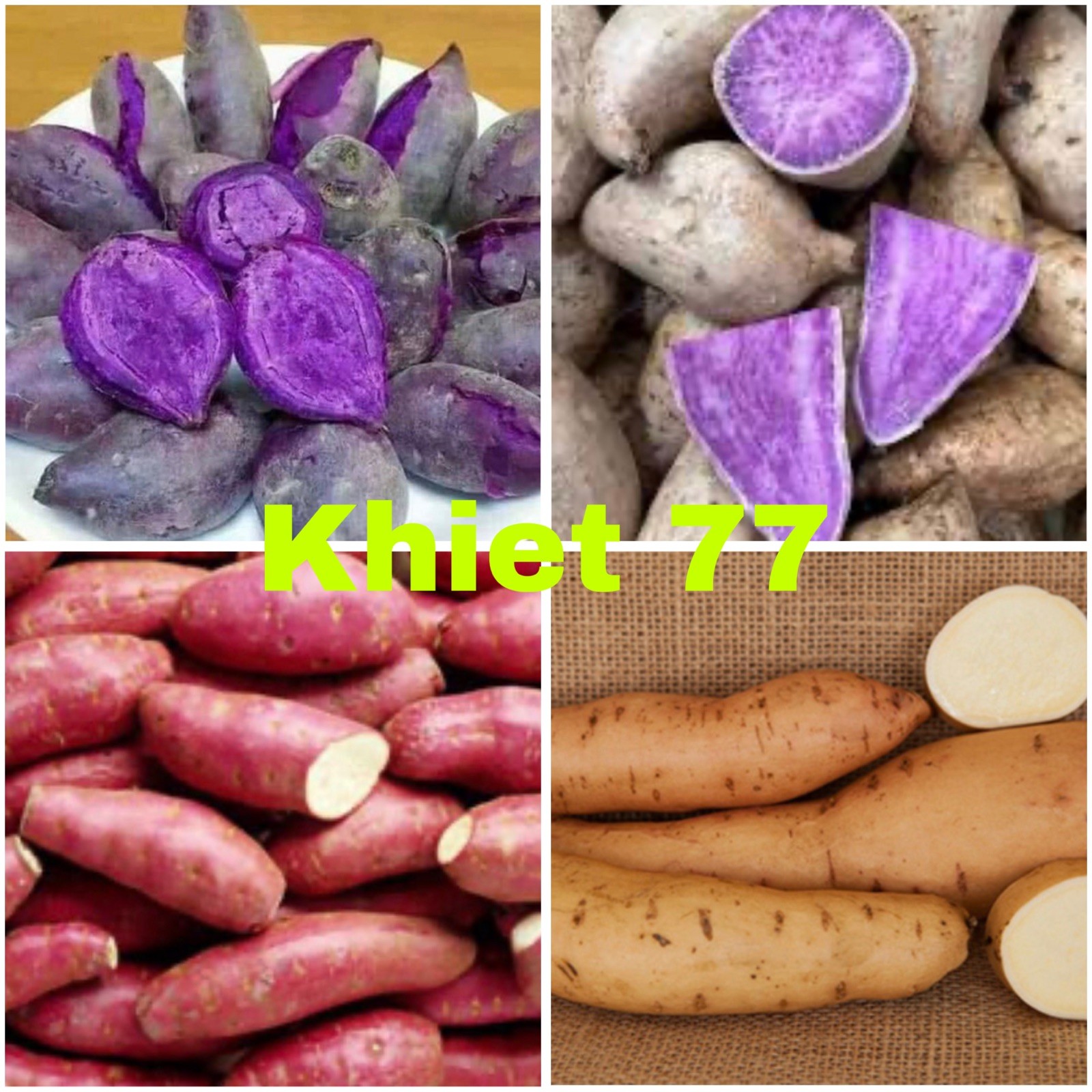 20 Sweet Potato Slips / Cuttings Of Purple +Japanese Red+ Okinawa+white