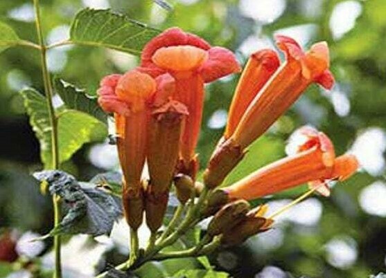 50 Orange Hummingbird Trumpet Vine Campsis Radicans attracts HUMMINGBIRDS +gift