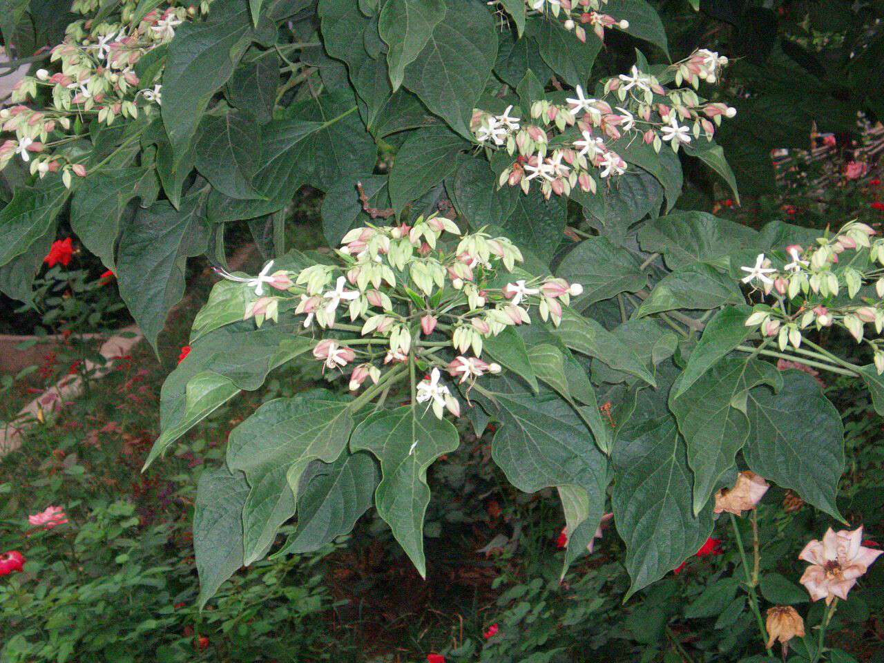 Harlequin Glorybower, Clerodendron trichotomum, Tree Seeds