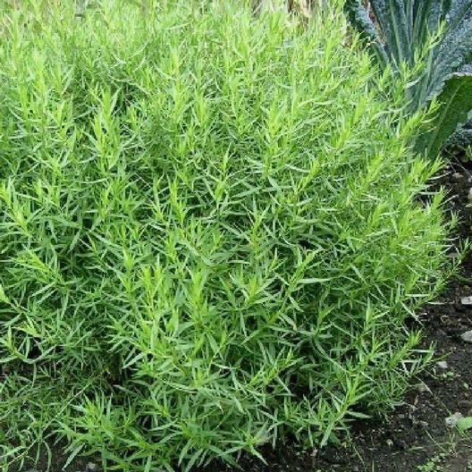 Tarragon Seeds Artemisia dracunculoides, Tracking Included, Herb Seeds,