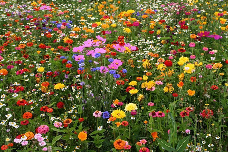Deer Resistant Wildflower Seed Mix, 13 Species, Variety Sizes, FREE SHIPPING