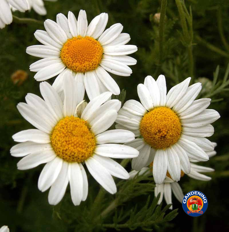 2000 ROMAN CHAMOMILE Herb Seeds Flower Anthemis nobilis