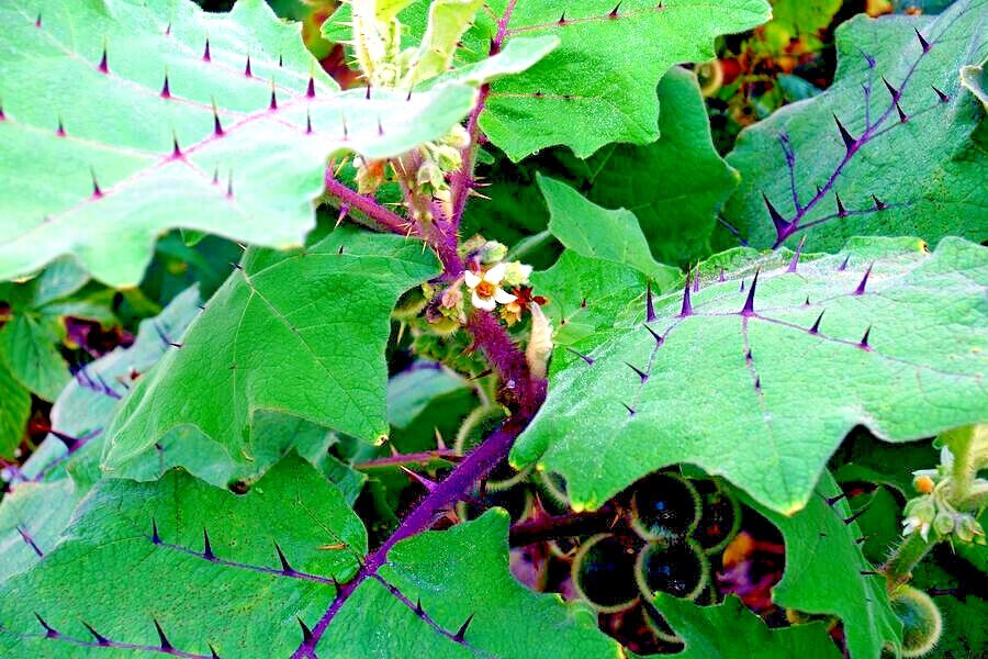 Naranjilla Orange Tree Seeds Solanum quitoense “Lulo Quito” Garden Fruit Plant