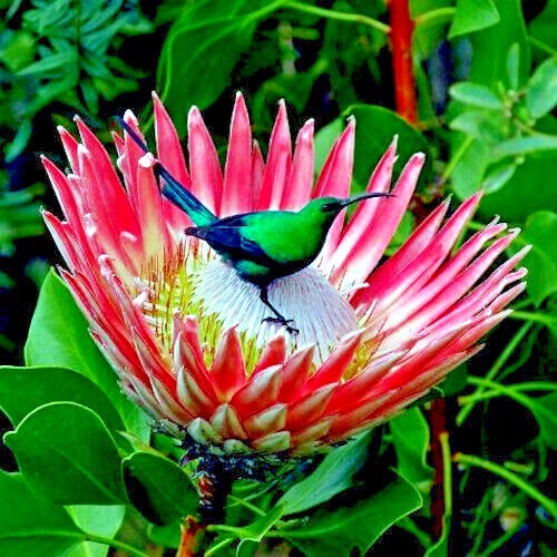 5 KING PROTEA CYNAROIDES SEEDS *GIANT 12″ FLOWERS* Rare Exotic Garden Plant
