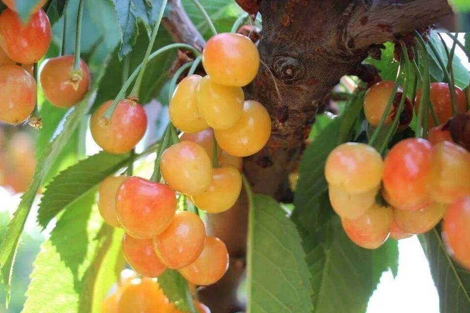 Yellow Jamaican Cherry Tree Muntingia calabura ~ Rooted Starter Plant