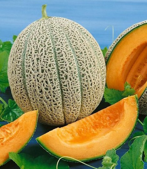 30 Minnesota Midget Melon Seeds- With Bonus! |Organic Non-GMO Heirloom
