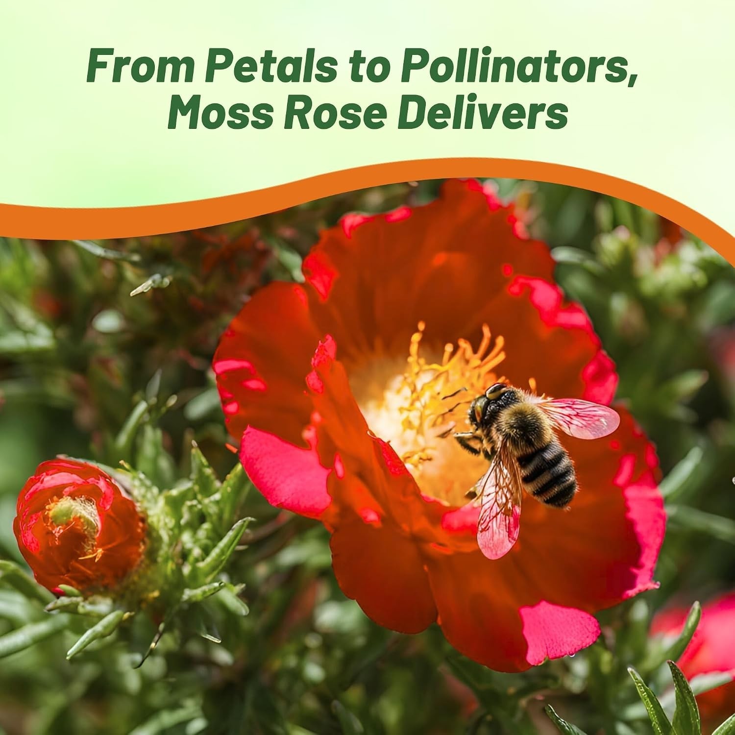 Vibrant Red Moss Rose Flower Seeds – 5000 Pcs, Easy to Grow & Drought Resistant