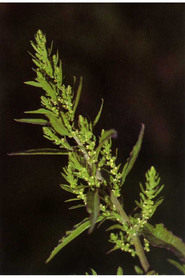 250 Epazote Seeds – Chenopodium Ambrosoides – Dysphania ambrosioides