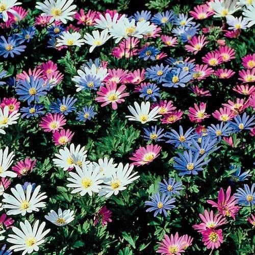 12 Pack Anemone Blanda Bulbs – Perennial Flower Mix, Attracts Bees, Easy to Grow