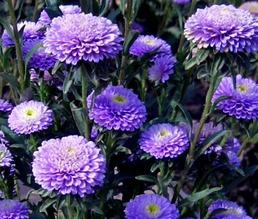 ASTER POMPON BLUE Callistephus Chinensis – 200 Bulk Seeds