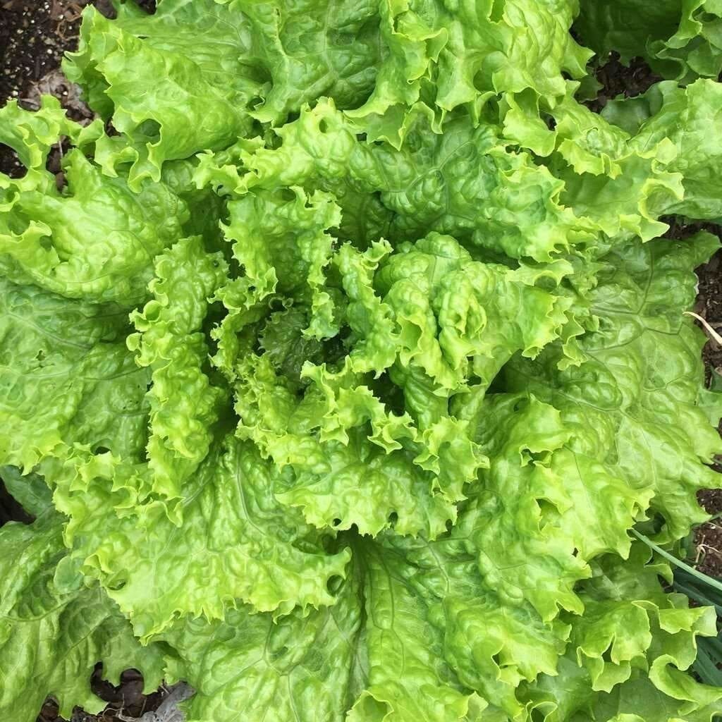 2g Fresh | NON-GMO | Grand Rapids Leaf Premium Lettuce Seeds-B 39