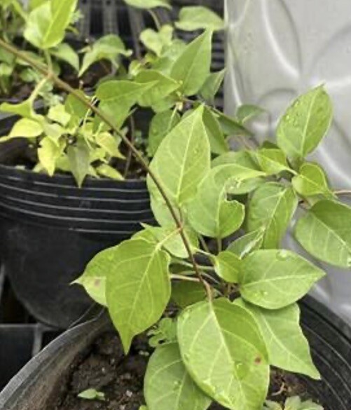 3 pounds La giang Tuoi (Fresh Leaves)- Not To Ship To California