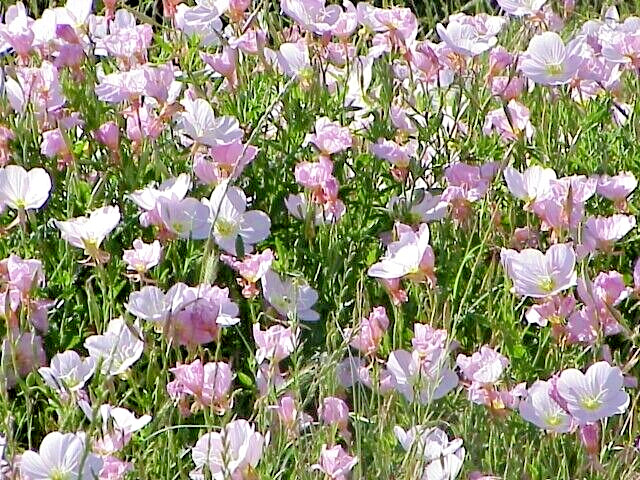 Showy pink evening primrose 100 seeds pink evening primrose, Oenothera speciosa
