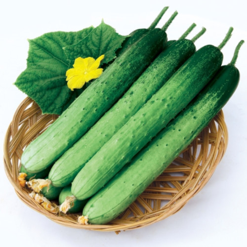 10+ seeds Korean Asian White /Green Sweet Crispy Cucumber Dua Leo Nep Han Quoc